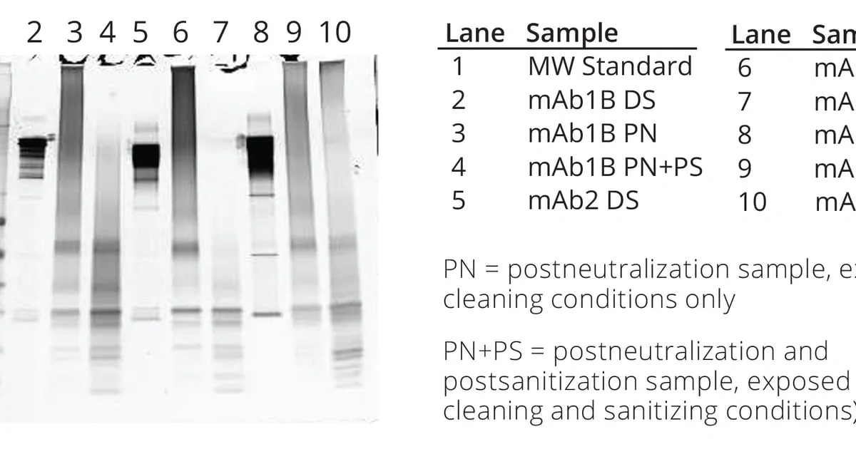 Gel electrophoresis image showing protein bands for different monoclonal antibody cleaning validation samples and standards.