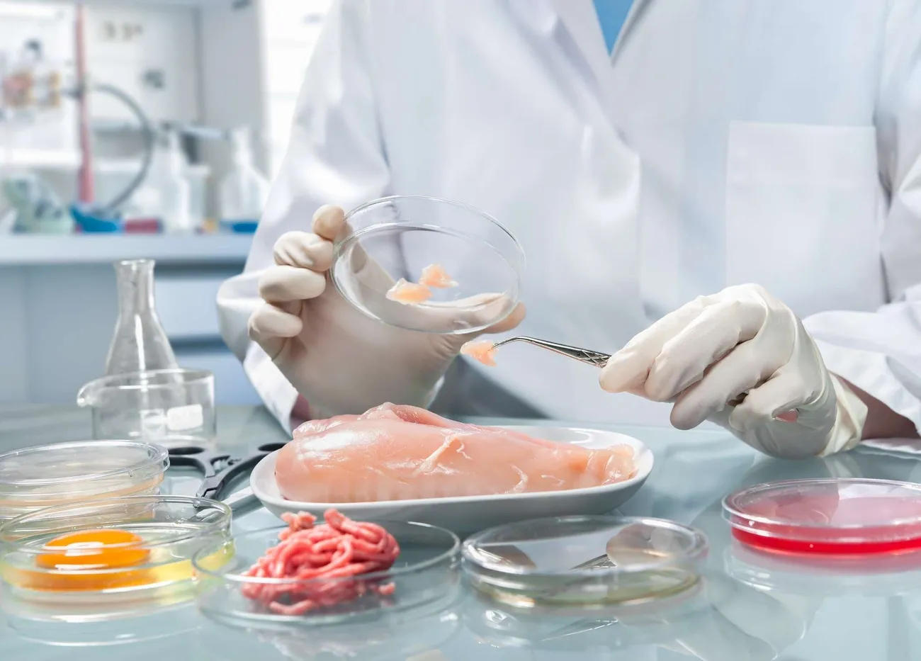 Scientist in lab coat testing raw chicken with petri dishes and tweezers for food safety analysis.