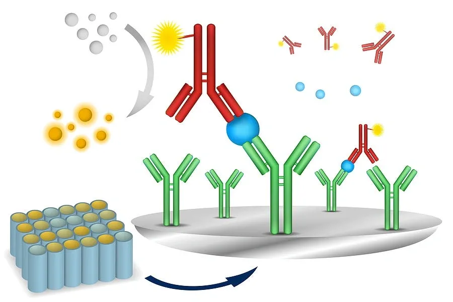 Diagram illustrating allergen detection using antibodies and antigen binding for food safety analysis.